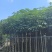 红花风铃木3-18分，基地直销，一手货源，欢迎选购