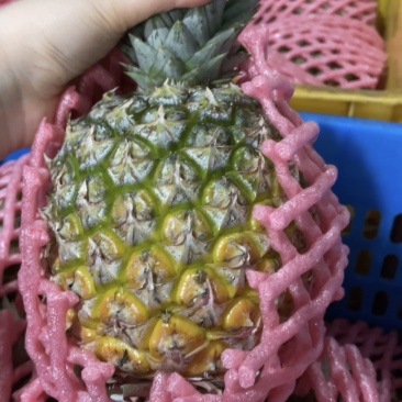 海南金钻凤梨一件代发货源充足，量大品质好供应链精品好货