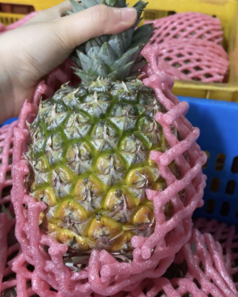 海南金钻凤梨一件代发货源充足，量大品质好供应链精品好货