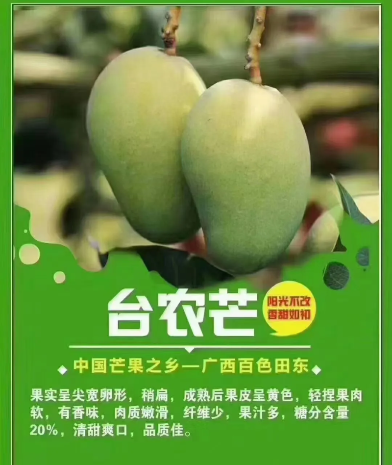 芒果、台农芒果