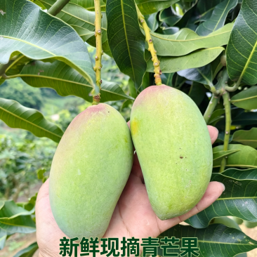 芒果、台农芒果