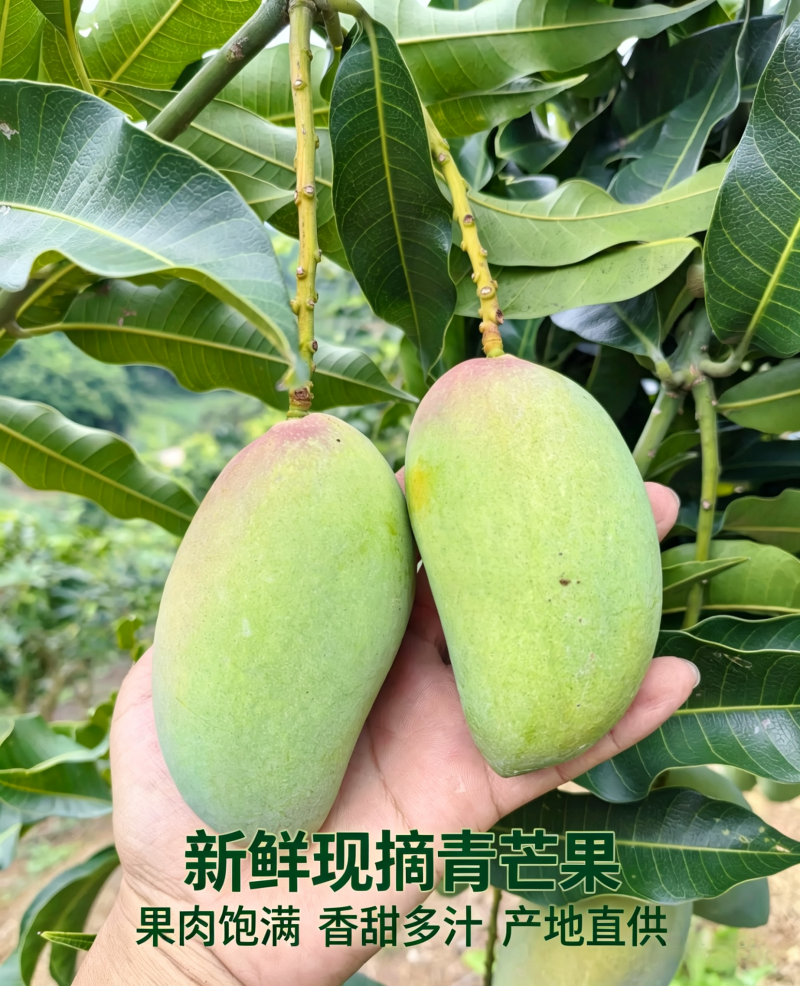 芒果、台农芒果