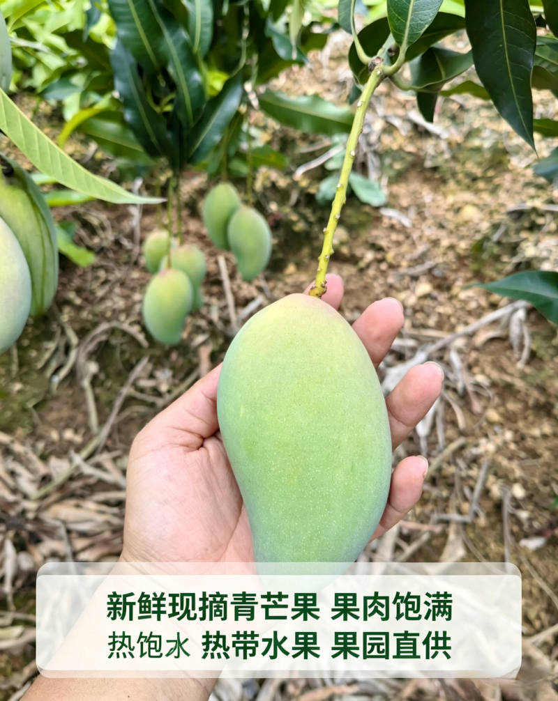 芒果、台农芒果