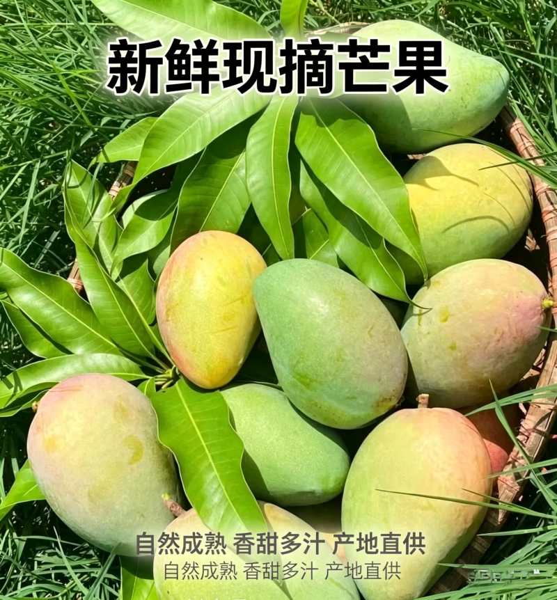芒果、台农芒果