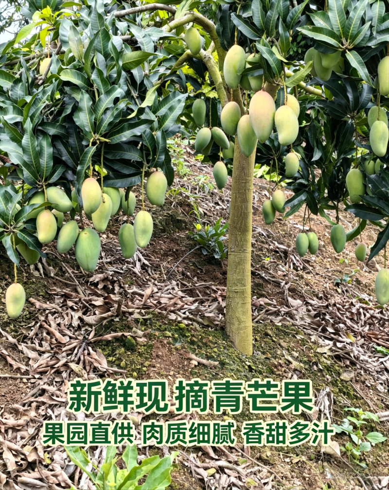 芒果、台农芒果