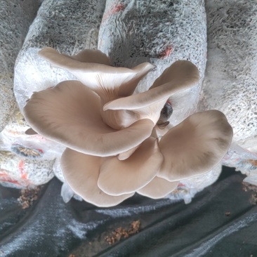 蘑菇