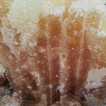 土蜂蜜