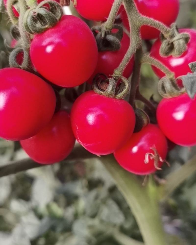 口感小番茄