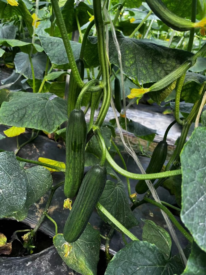 山东菏泽牡丹区水果黄瓜产地。