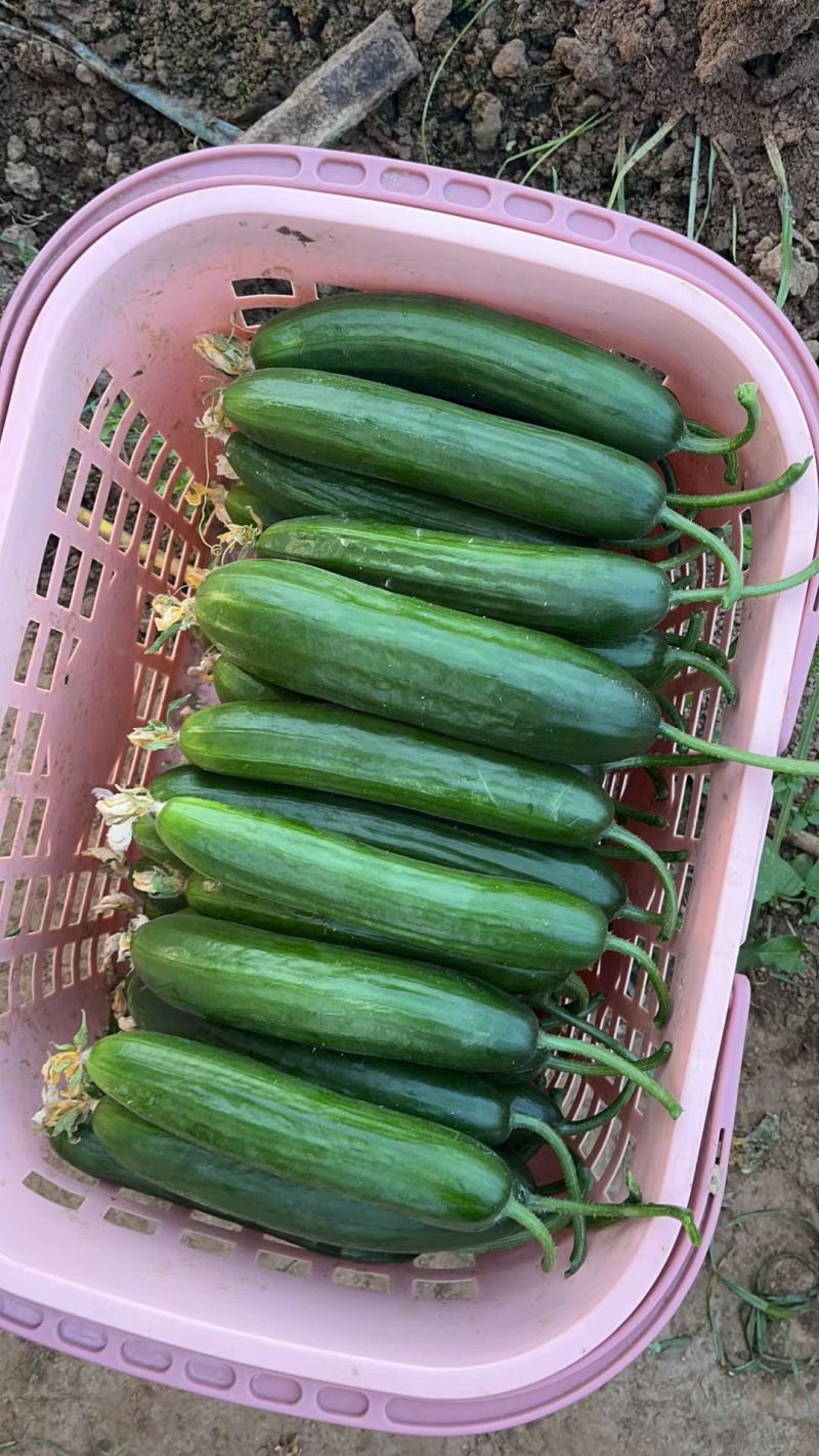 山东菏泽牡丹区水果黄瓜产地。