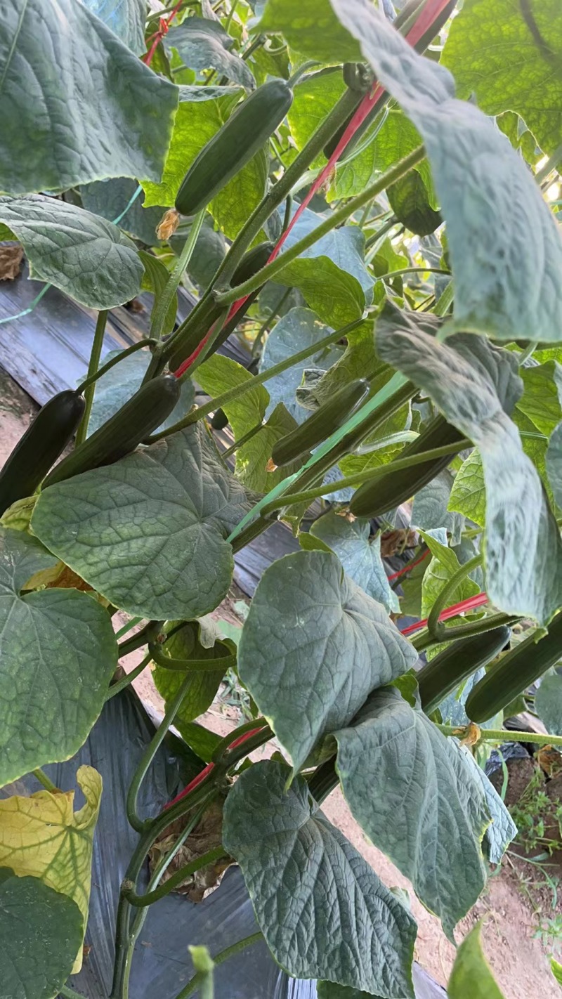 山东菏泽牡丹区水果黄瓜产地。