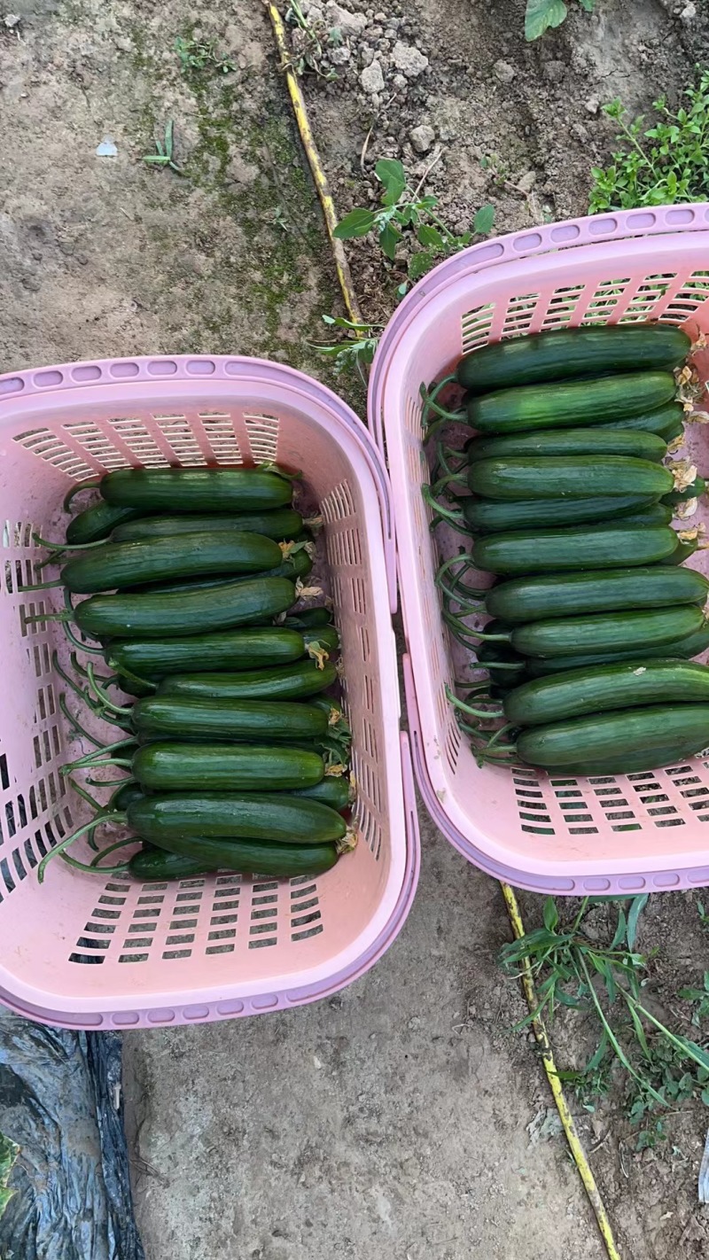 山东菏泽牡丹区水果黄瓜产地。