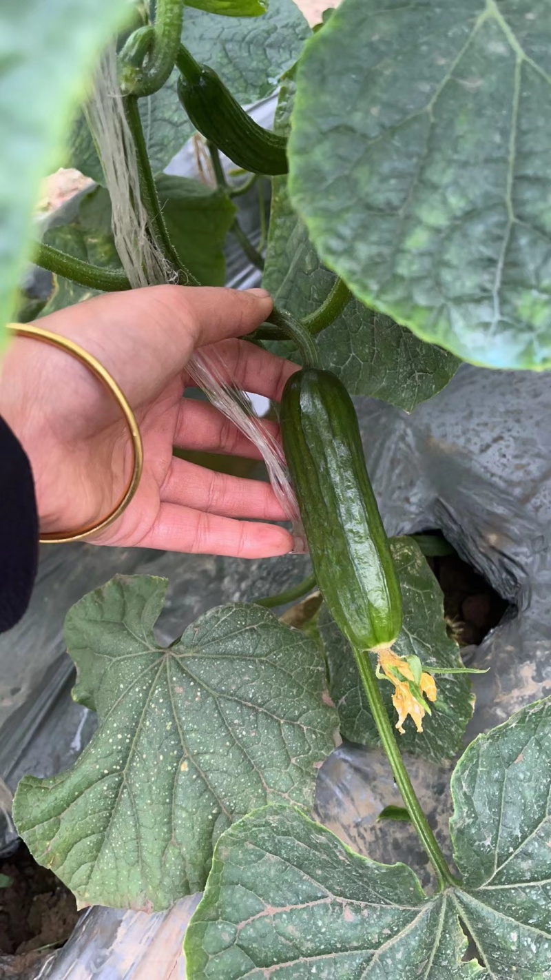 山东菏泽牡丹区水果黄瓜产地。