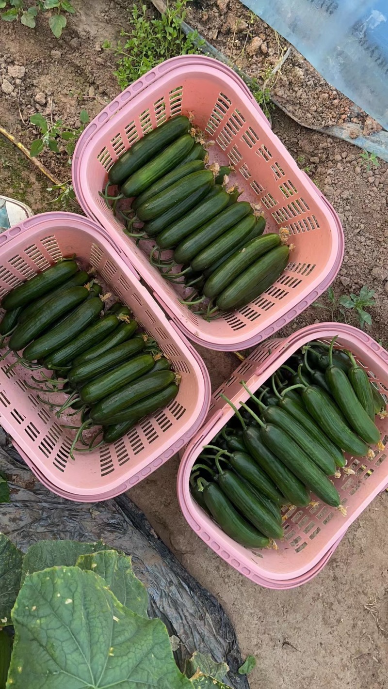 山东菏泽牡丹区水果黄瓜产地。