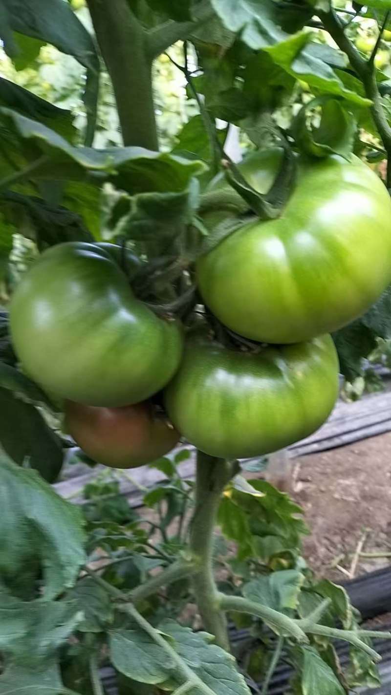 大口感：炎玉和安特莱斯大量上市了！