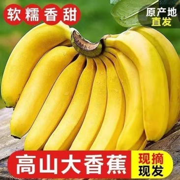 云南高山香蕉一件代发