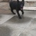 山西省夏县东德牧羊犬纯黑色平背双血统一公一亩