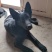 山西省夏县东德牧羊犬纯黑色平背双血统一公一亩