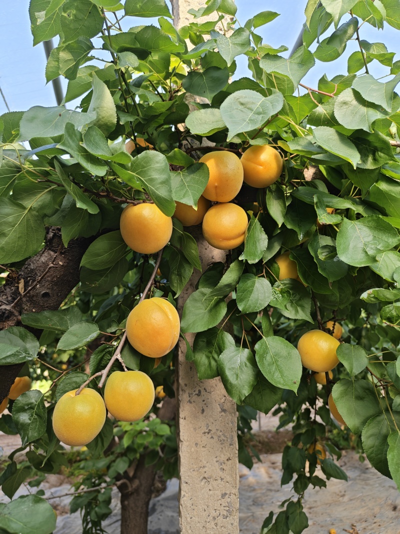 黄杏大量上市欢迎全国各商