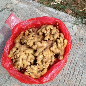 精品窖姜