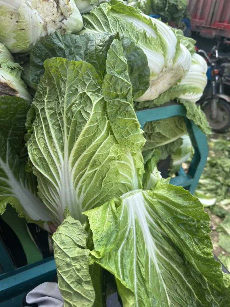 黄心大白菜