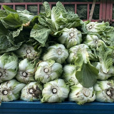 黄心大白菜