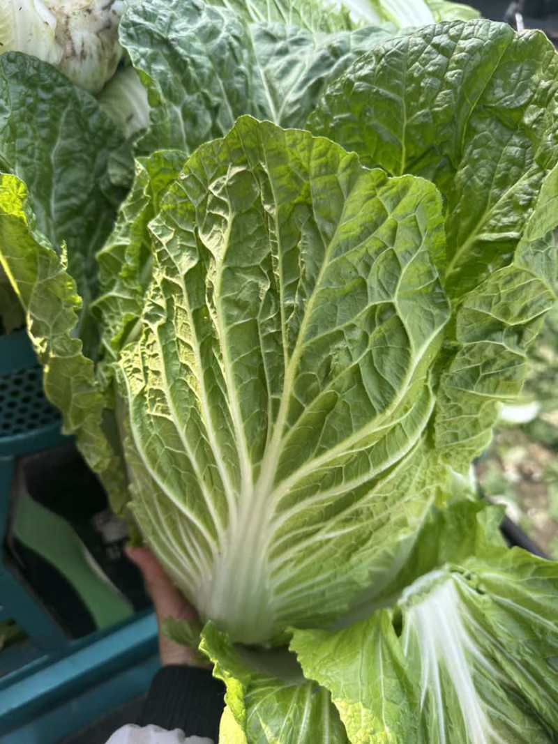 黄心大白菜