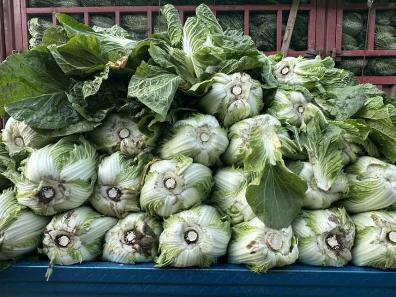 黄心大白菜
