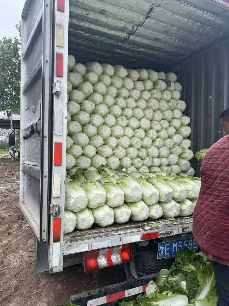 黄心大白菜