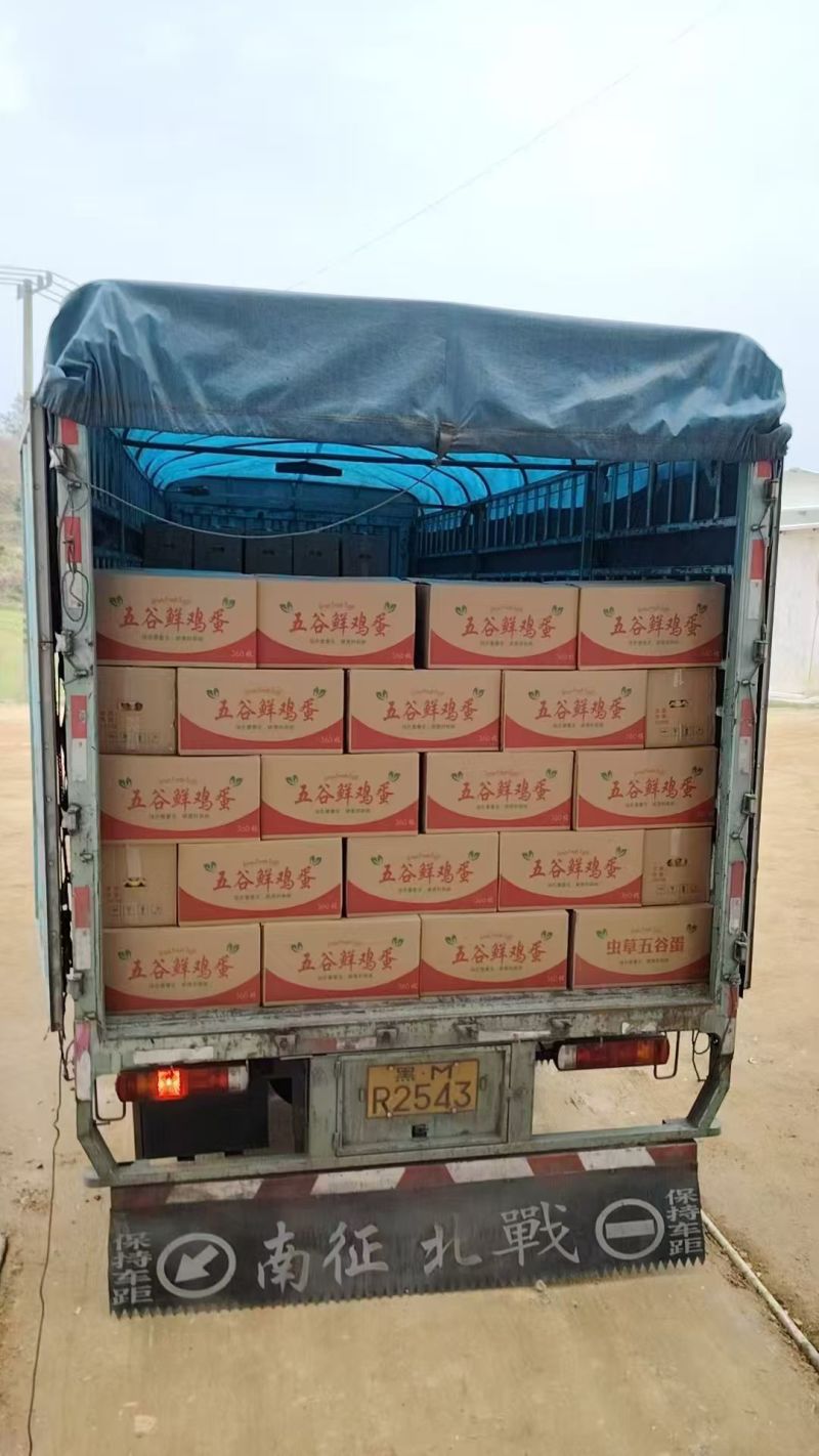 海澜罗曼大午金凤