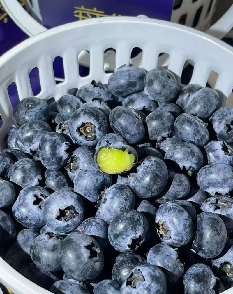 云南大理花香蓝莓，可以一件代发