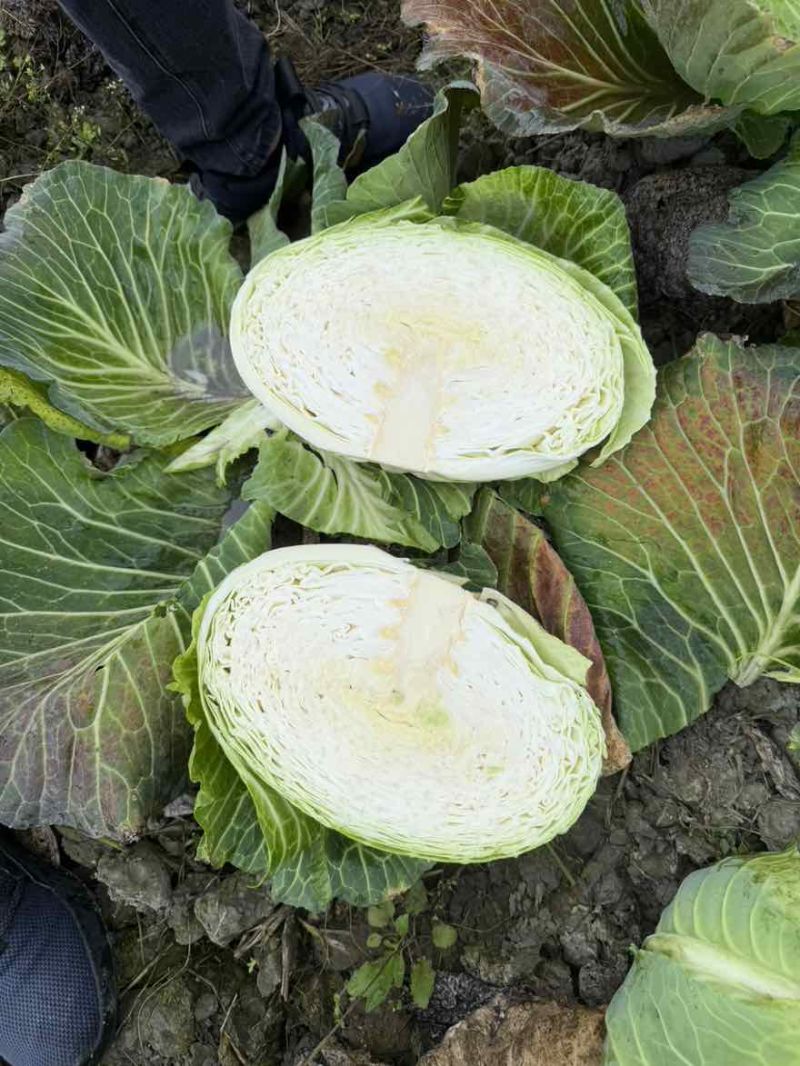 莲花白，包菜（3.4.5.6斤）打包，散装皆可