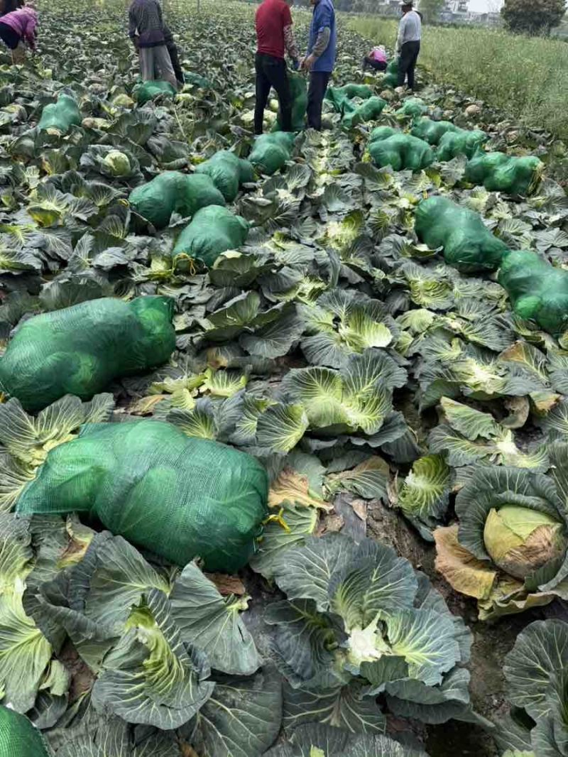 莲花白，包菜（3.4.5.6斤）打包，散装皆可