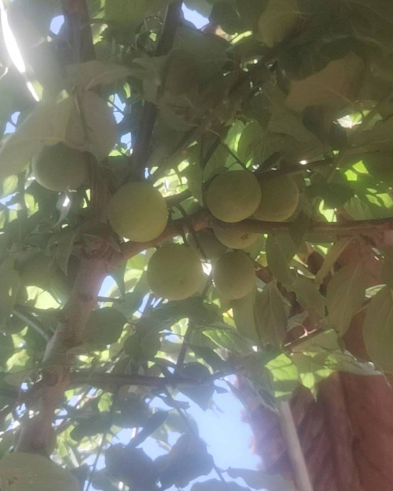丽江照水梅