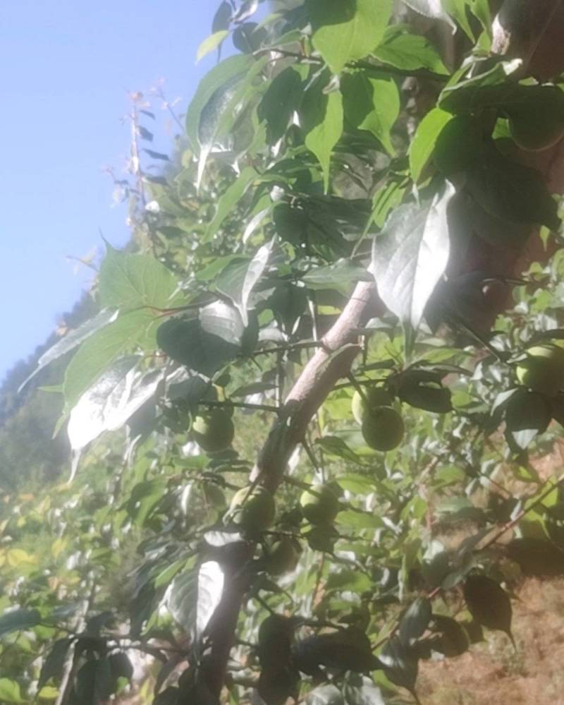 丽江照水梅