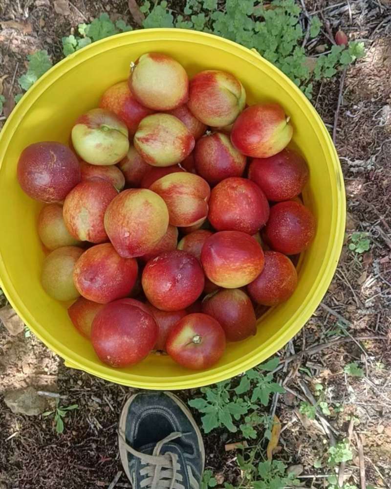 精品枣蜜桃大量上市