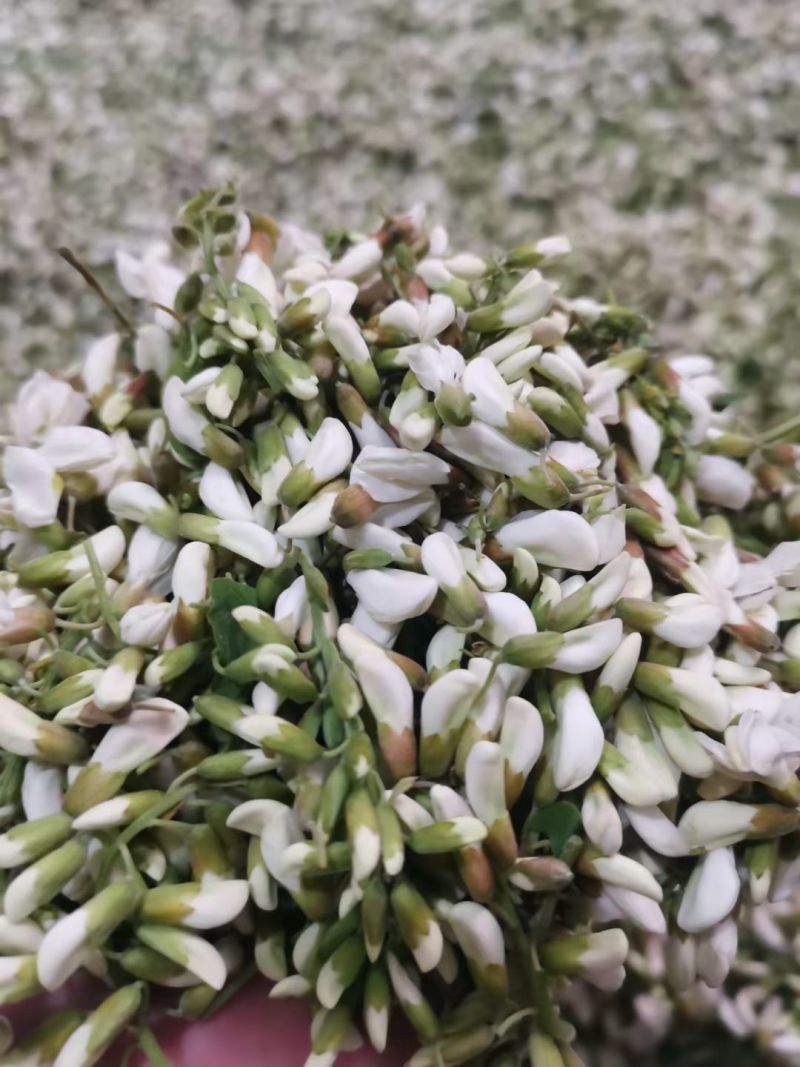 鲜槐花