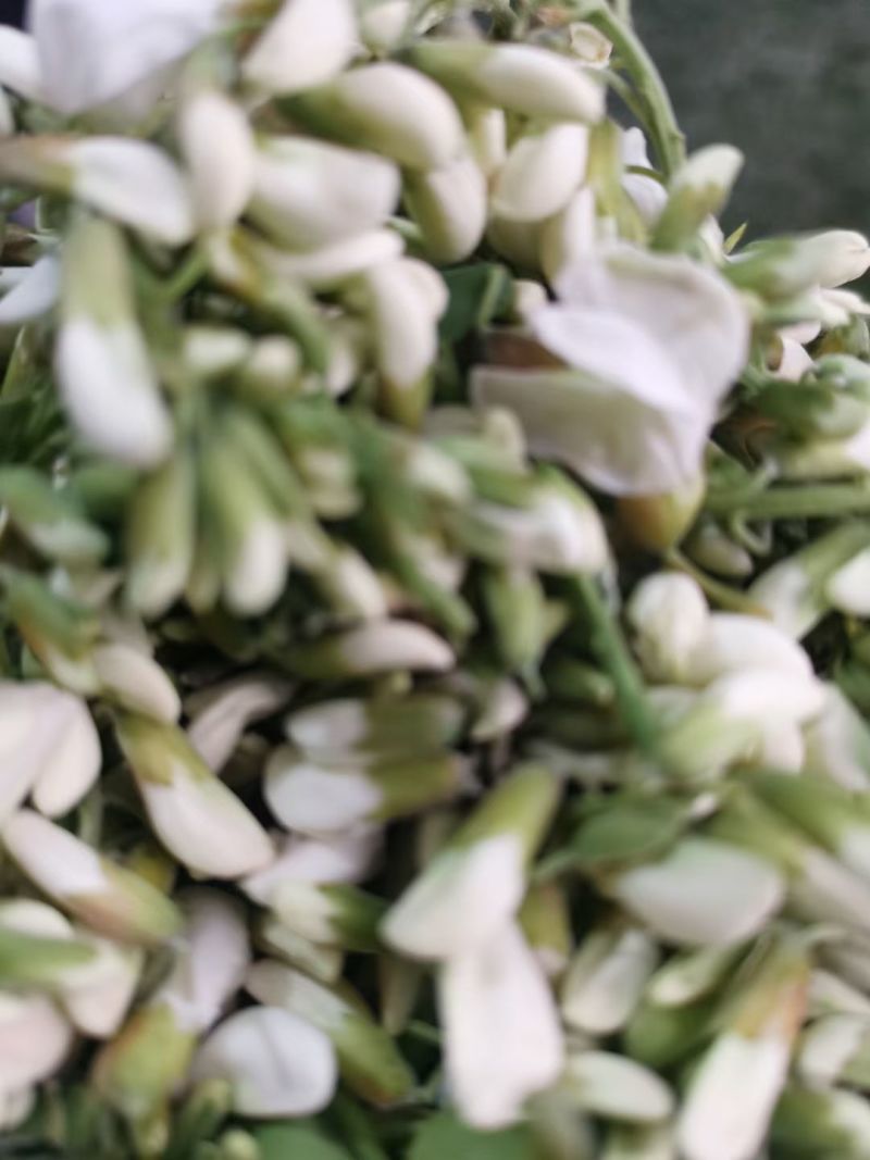 鲜槐花