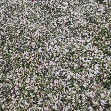鲜槐花