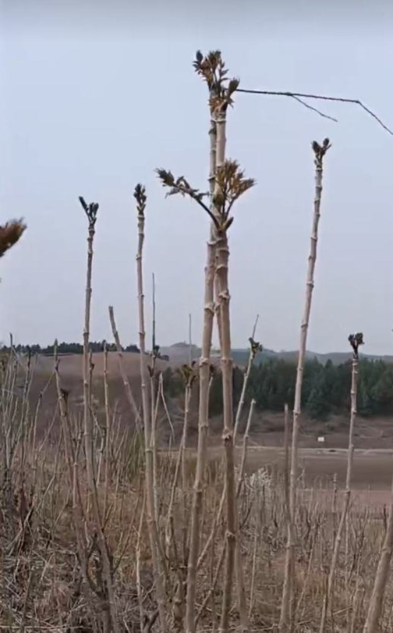 东北野生刺嫩芽