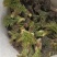 东北野生刺嫩芽