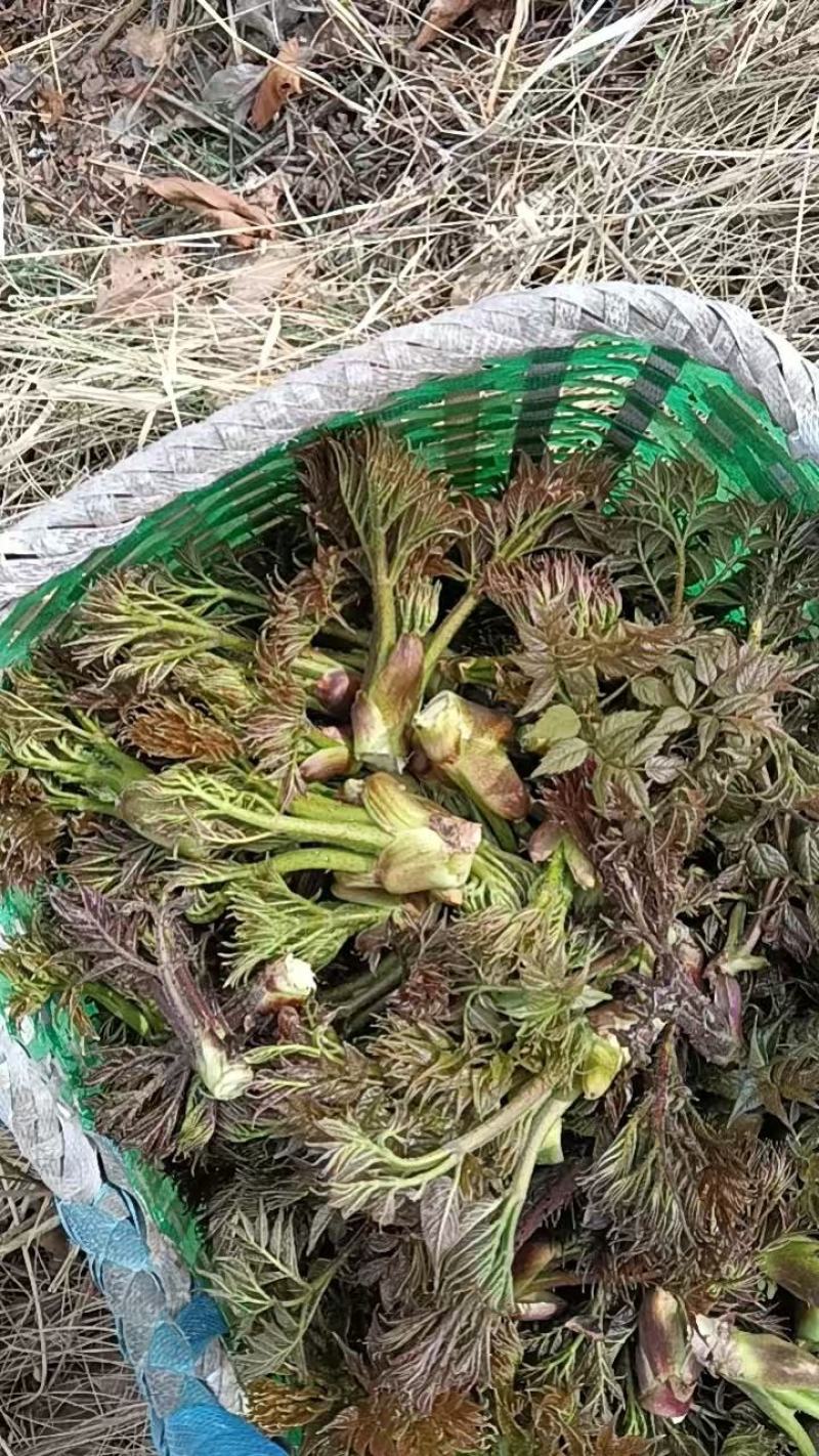 东北野生刺嫩芽