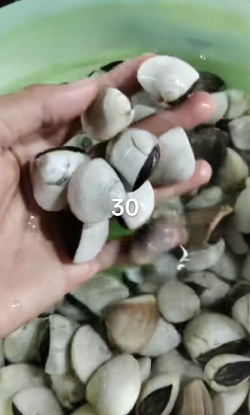 白蛤