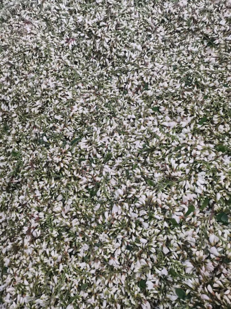 槐花