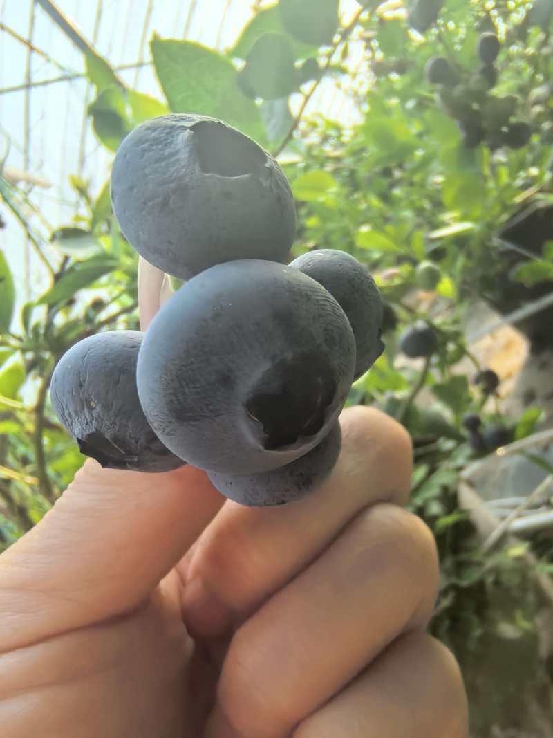 蓝莓