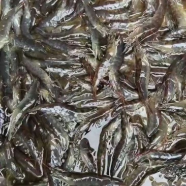 小白虾