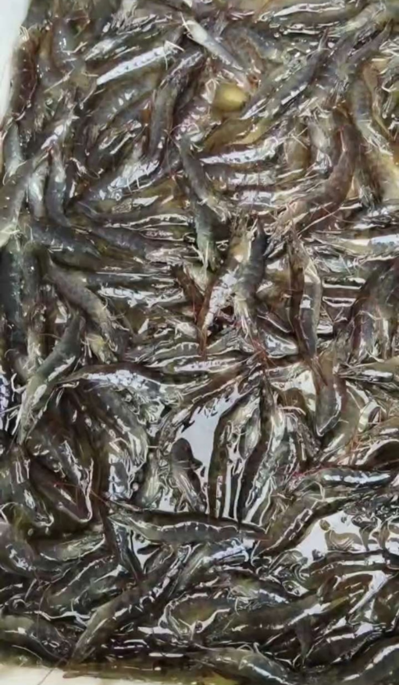 小白虾