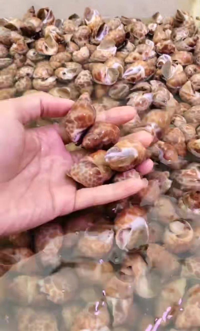 花螺