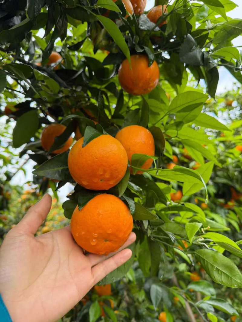 柳州沃柑