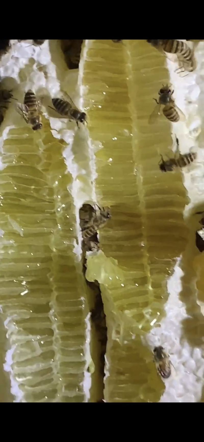 传统土养中蜂土蜂蜜一手货源大量有货自己养殖